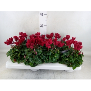 Cyclamen KL   ...patio