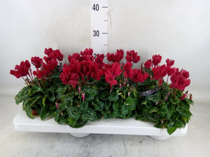 <h4>Cyclamen KL   ...patio</h4>