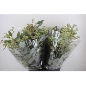 Euca Populus Berry Short 150gr P Bunch