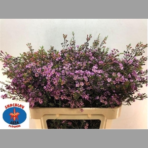 CHAME UN PURPLE PRID