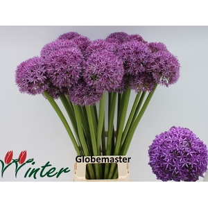 ALLIUM GLOBEMASTER
