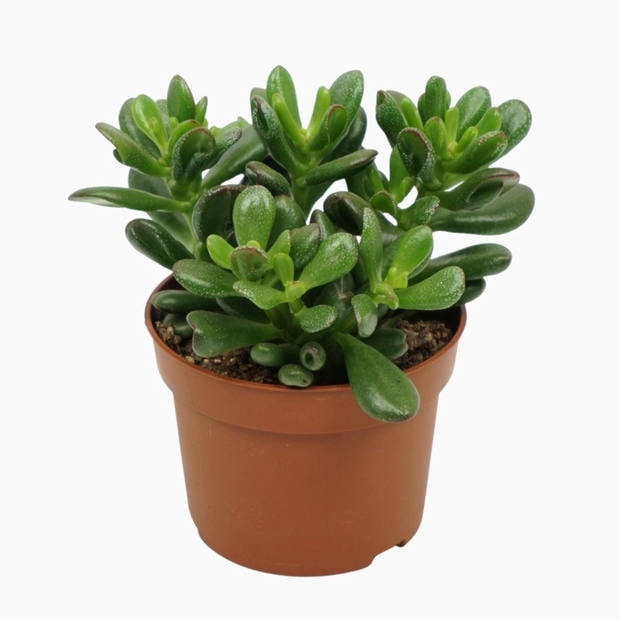 <h4>Crassula Gandalf</h4>