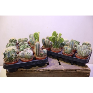 arr8 Cactus Gem