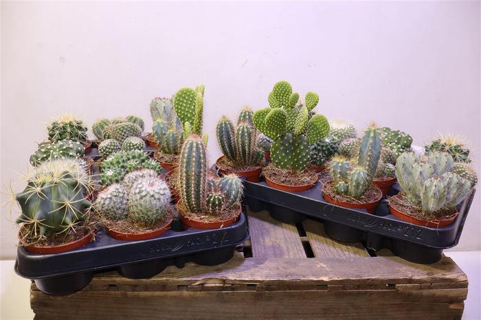 <h4>arr8 Cactus Gem</h4>