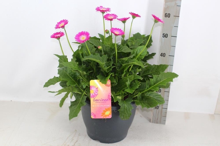 <h4>GERB GARVIN GEM</h4>