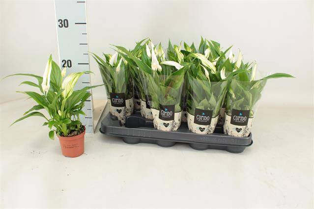 Spathiphyllum Pearl Cupido 7Ø 24cm 3fl