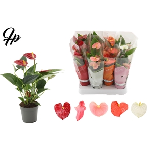 Anthurium 7 cm 4 color mix in Couture sleeve