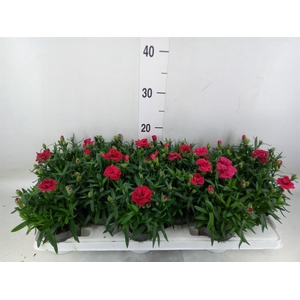 Dianthus  'Oscar Dark Red'