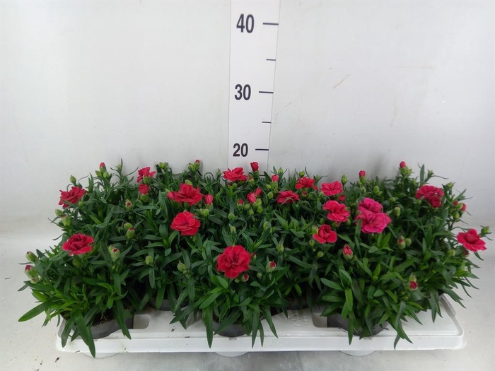 <h4>Dianthus  'Oscar Dark Red'</h4>