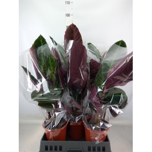 Calathea warscewiczii