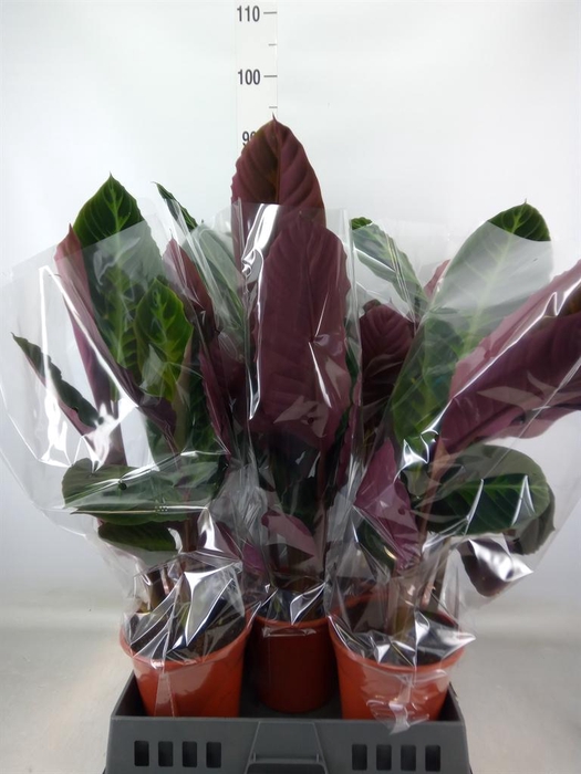 <h4>Calathea warscewiczii</h4>