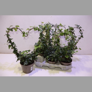 Hed He Ov Groen Hartvorm