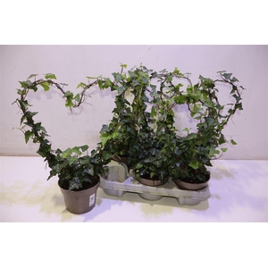 Hed He Ov Groen Hartvorm