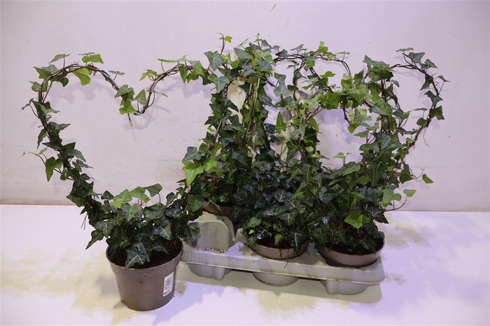 <h4>arr8 Hed He Ov Groen Hartvorm</h4>