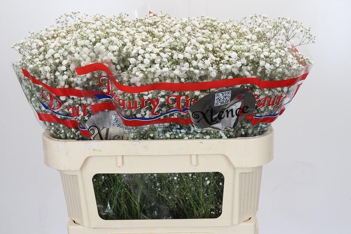 <h4>Gyps Xlence</h4>