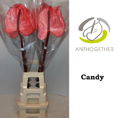 <h4>Anthurium Candy</h4>