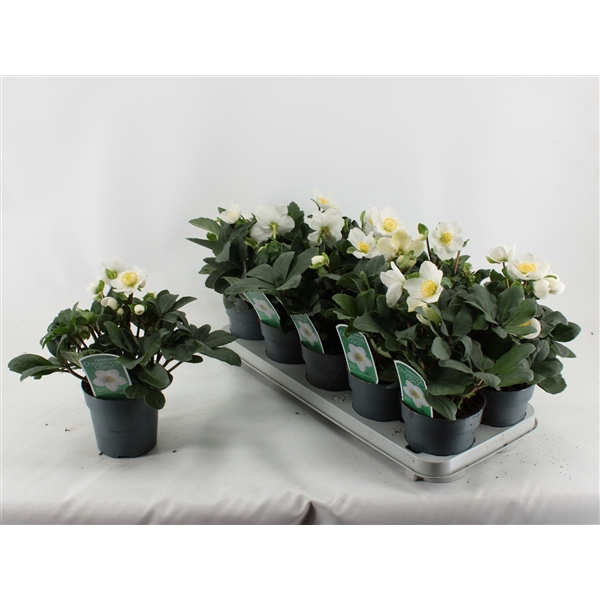 <h4>Helleborus Christmas Carol XL</h4>