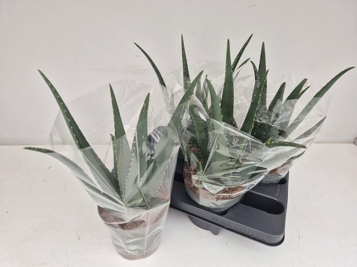 <h4>ALOE VERA</h4>