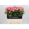 Paeonia Jacorma