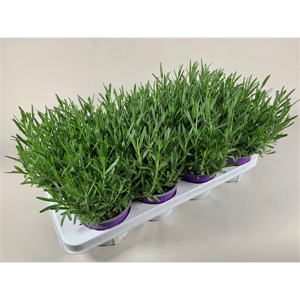 <h4>Lavendula angustifolia Essence Purple</h4>
