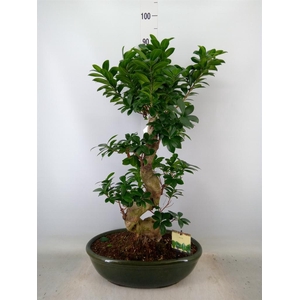 Ficus microcarpa 'Ginseng'