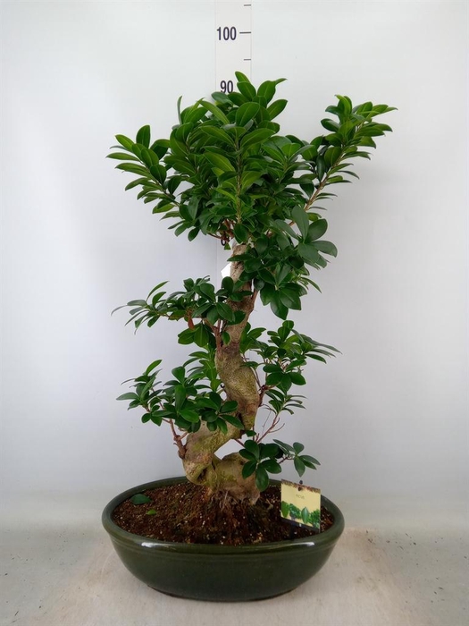 <h4>Ficus microcarpa 'Ginseng'</h4>