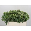 Pittosporum Ilan