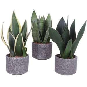 Sansevieria mix Ø12cm in Ø14cm Ceramic NT566