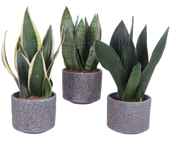 <h4>Sansevieria mix Ø12cm in Ø14cm Ceramic NT566</h4>