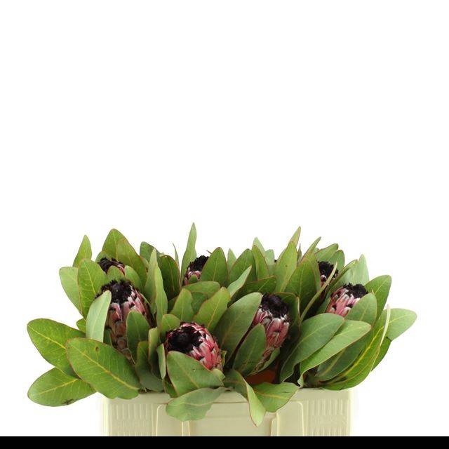 <h4>PROTEA M MOUNT QUEEN</h4>