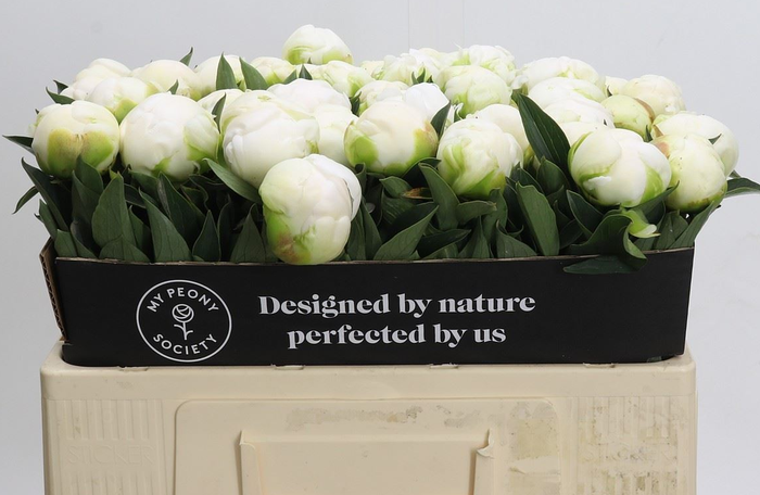 <h4>Paeonia lact. 'Mme Claude Tain'</h4>