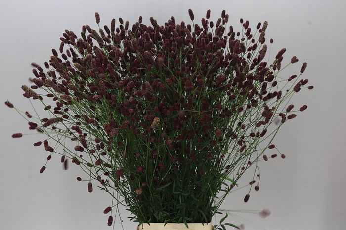 <h4>Sanguisorba Off Dark</h4>