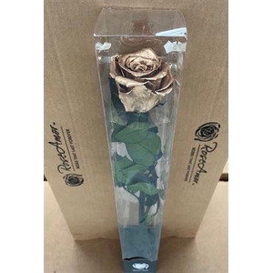 50cm Stem Metallic Gold