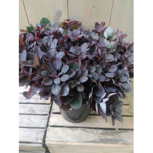 COTINUS ROT