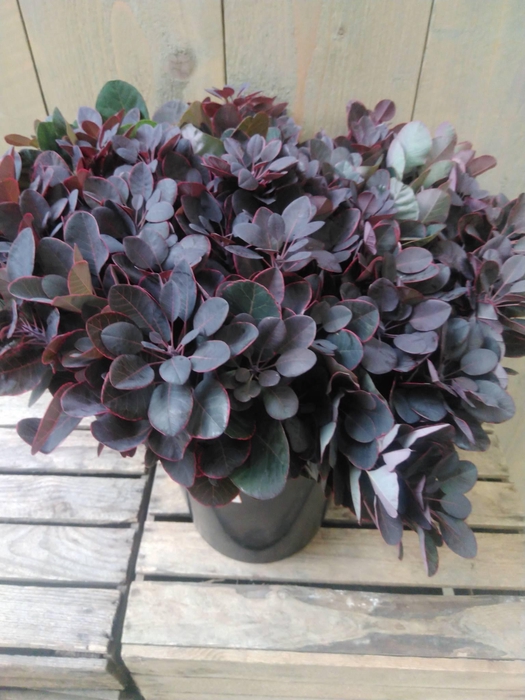 <h4>COTINUS ROT</h4>