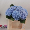 Hydrangea verena blue