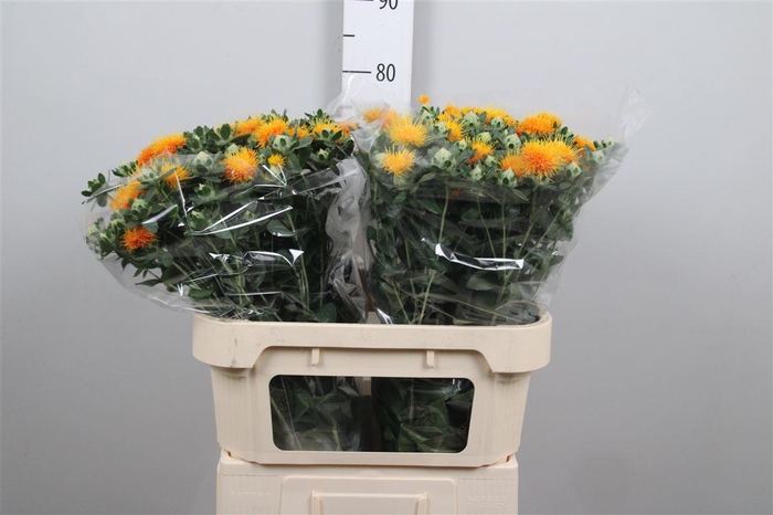 <h4>Carth T Zanzibar</h4>