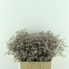 Limonium Safora Oshi Pink