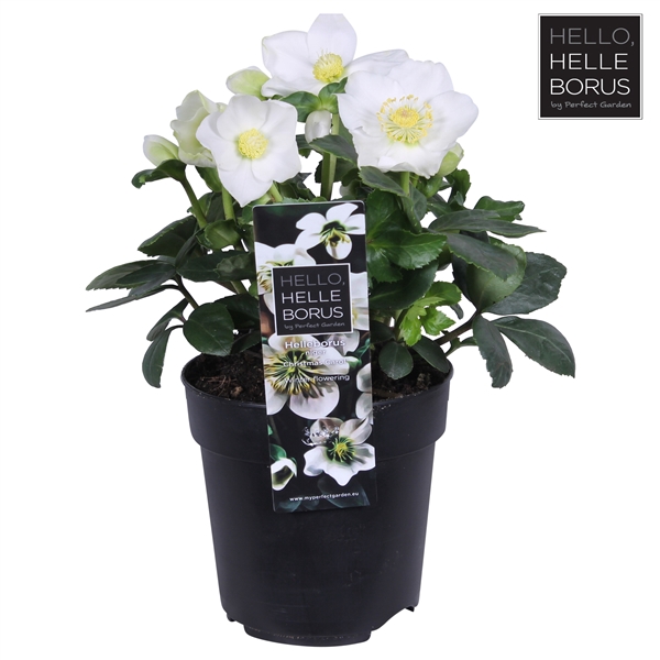 <h4>Helleborus niger 'Christmas Carol' P12 (M)</h4>