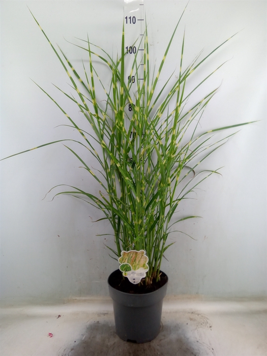 <h4>Miscanthus sin. 'Strictus'</h4>
