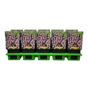 Aconitum napellus Rubellum