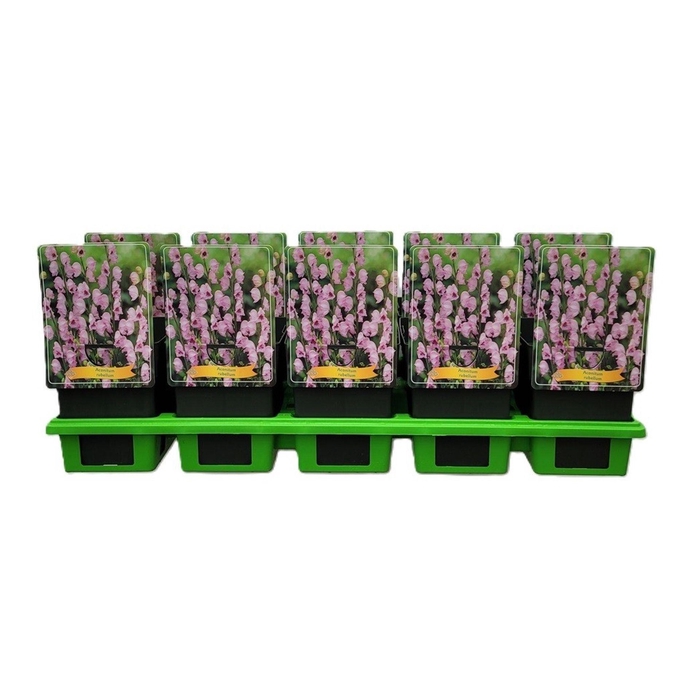 <h4>Aconitum napellus Rubellum</h4>