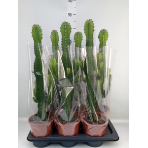 Euphorbia acrurensis