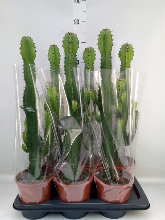 <h4>Euphorbia acrurensis</h4>