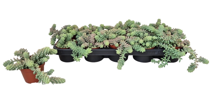 <h4>SEDUM BURRITO</h4>