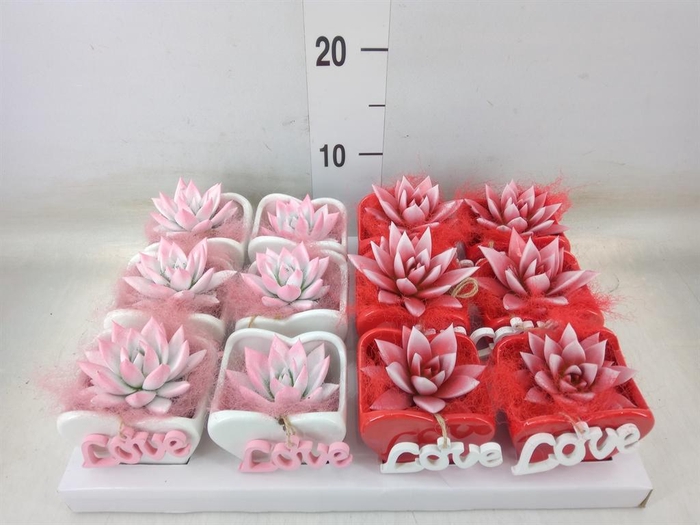 <h4>Arr.  Succulents L%</h4>