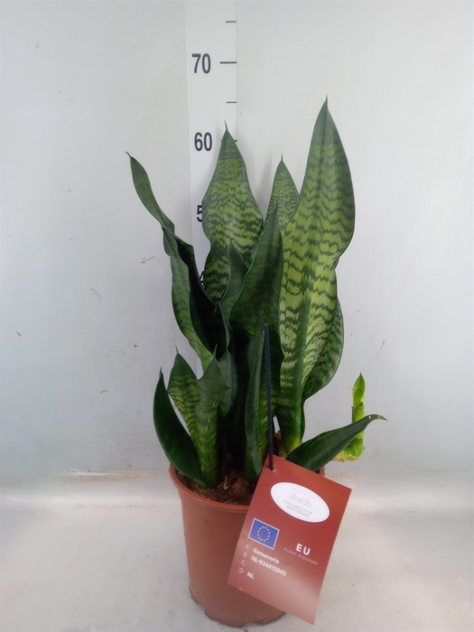 <h4>Sansevieria trifa. 'Black Coral'</h4>