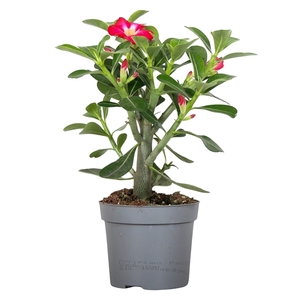 Adenium Obesum Rood 13cm