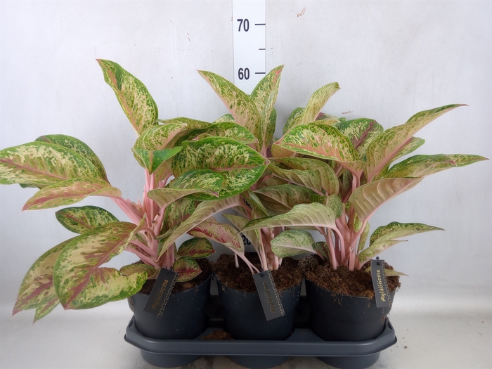 Aglaonema  'Painted Celebration'