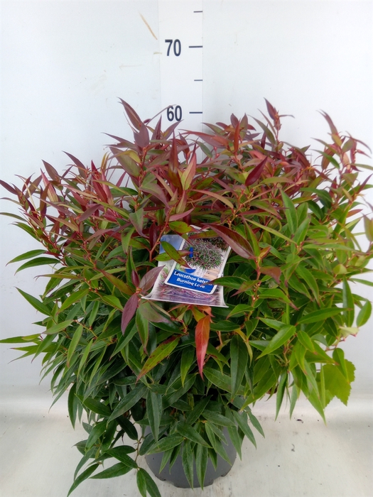 <h4>Leucothoe keiskei 'Burning Love'</h4>
